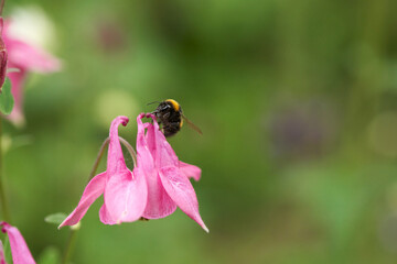 Bumblebee close-up on pink aquilegia flower on green blurred background. Macro photography.