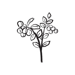 Cranberry branch with leaves and berries in in black brush stroke texture isolated on white. Hand drawn vector sketch illustration in vintage charcoal ink. Nature plant growing in mountains, forest.