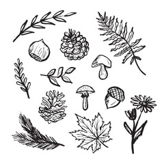 Forest symbols - nut, branch with leaves, field flower, pine cone, mushrooms design in black brush stroke texture isolated on white. Hand drawn vector sketch illustration in vintage charcoal ink.