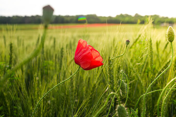 Red poppies blooming in green wheat field under natural sunlight &ndash; vibrant rural landscape

