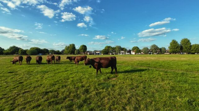 Cows grazing on Midsummer Common in Cambridge, United Kingdom
