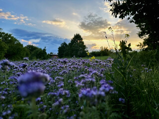 Vibrant phacelia flowers blanket the field under a glowing sky, with sunset light streaming through...