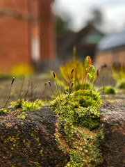 Moss on the rocks