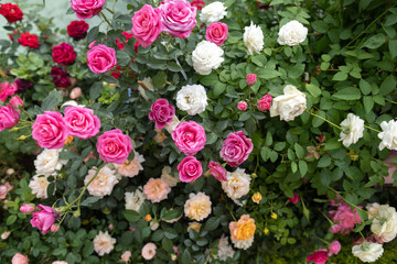 close up A vibrant pink red yellow white rose field blooming in a variety of types and colors, bringing a sense of freshness and relaxation rose garden background on summer spring season