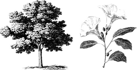 Engraved botanical set featuring poplar tree and tall plant