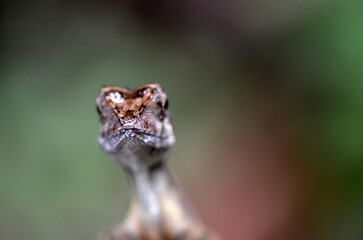 close up of a lizaed