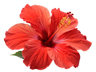 Close Vibrant Red Hibiscus