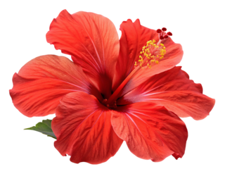 A close up of a vibrant red hibiscus flower with a yellow stamen against a white background image view