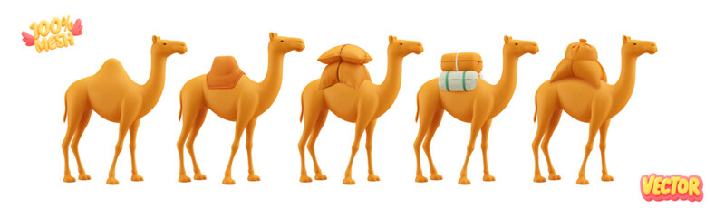 Vector set of realistic isolated camels on white background.