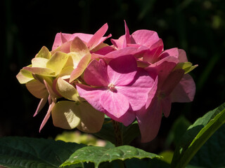 Bright Pink and Yellow Hydrangea Blooms in Sunlight