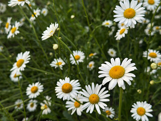 Fototapeta premium White daisies in full bloom, showcasing petal texture and bright yellow cores.