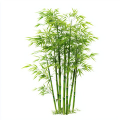 Fototapeta premium Stunning Green Bamboo Plant Image , PNG isolated cut out image