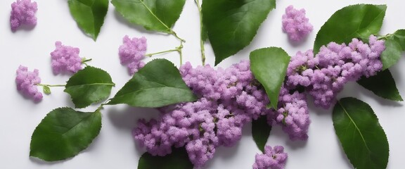 Lilac blossom purple flowers with green leaves on white background.
