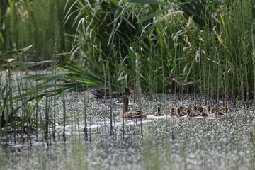 A wild duck leads a flock of ducklings through muddy water against a backdrop of marsh grass