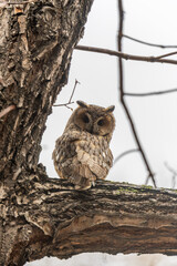 Long-eared owl (Asio otus), looking forward with wide opened eyes