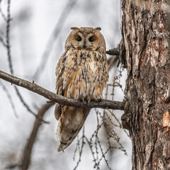 Long-eared owl (Asio otus), looking forward with wide opened eyes