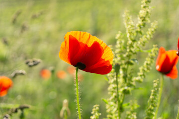 Obraz premium A close-up of a field poppy in a meadow