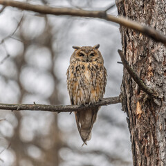 Long-eared owl (Asio otus), looking forward with wide opened eyes