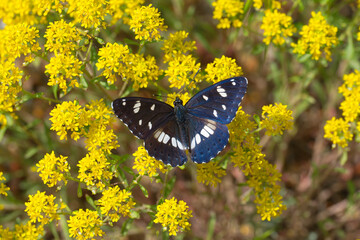 Nymphalidae / Akdeniz Hanımeli Kelebeği / Southern White Admiral / Limenitis reducta