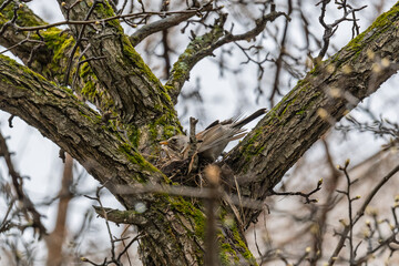 Thrush fieldfare, Turdus pilaris, sits in a nest