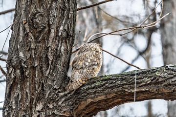 Long-eared owl (Asio otus), looking forward with wide opened eyes