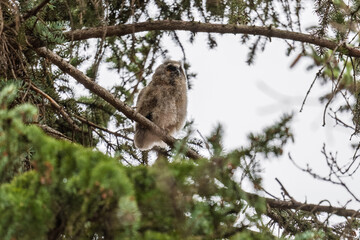 Long-eared owl owlet on a tree