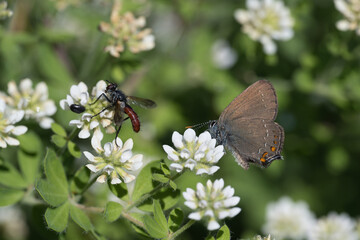 Lycaenidae / Büyük Sevbeni / Ilex Hairstreak / Satyrium ilicis