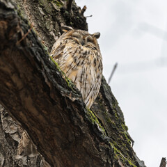 Long-eared owl (Asio otus), looking forward with wide opened eyes