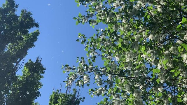 The fluff of the flowering poplar flies across the sky