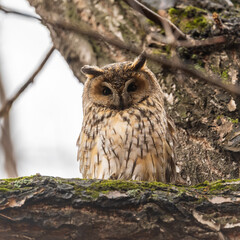 Long-eared owl (Asio otus), looking forward with wide opened eyes