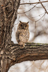 Long-eared owl (Asio otus), looking forward with wide opened eyes