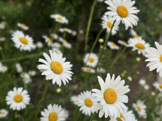 White daisies blooming in the wild, with a soft-focus green backdrop.