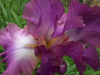 Close-up of a vibrant purple iris flower showcasing delicate petals and intricate details against a...