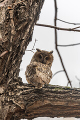Long-eared owl (Asio otus), looking forward with wide opened eyes