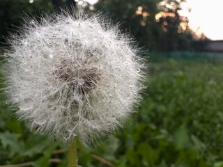 Close-up of a dandelion seed head covered in morning dew, with sparkling water droplets glistening on delicate filaments in soft natural light.