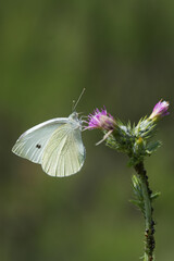 Pieridae / Küçük Beyazmelek / Small White / Pieris rapae
