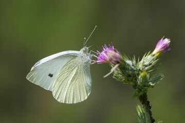 Pieridae / Küçük Beyazmelek / Small White / Pieris rapae