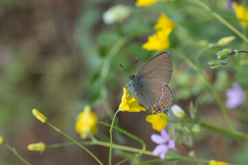 Lycaenidae / Büyük Sevbeni / Ilex Hairstreak / Satyrium ilicis