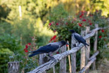Gray raven in park. Hooded Crow, a black and grey crow bird of the Corvidae family, also called Corvus Cornix, standing on the fence.