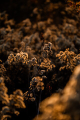 random flowe in the village