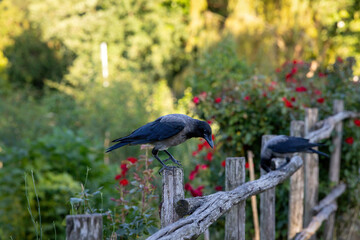 Gray raven in park. Hooded Crow, a black and grey crow bird of the Corvidae family, also called Corvus Cornix, standing on the fence.