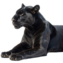Fototapeta premium black panther lying down png big cat png forest predator png resting panther png transparent background image