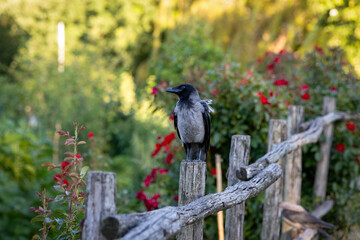 Gray raven in park. Hooded Crow, a black and grey crow bird of the Corvidae family, also called Corvus Cornix, standing on the fence.