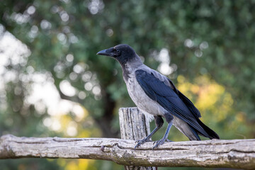 Gray raven in park. Hooded Crow, a black and grey crow bird of the Corvidae family, also called Corvus Cornix, standing on the fence.