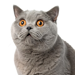 british shorthair cat looking surprised png gray cat png pet feline expression png cute cat face png transparent background image