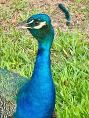 Obraz premium Male Peacock Closeup Side Portrait with Iridescent Feathers in Florida