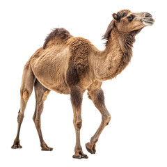 camel full body png desert animal png dromedary camel png livestock portrait png transparent background image