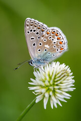 The common blue - Plebejus idas is a species of diurnal butterfly in the family Plebeidae. Its wingspan is 25 to 32 mm. Males have blue wings with narrow dark edges. Females are brown and have orange 