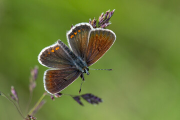 The common blue - Plebejus idas is a species of diurnal butterfly in the family Plebeidae. Its wingspan is 25 to 32 mm. Males have blue wings with narrow dark edges. Females are brown and have orange 