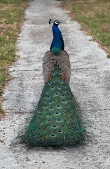 Obraz premium Beautiful Male Peacock Shows off Colorful Plume of Feathers on Florida Sidewalk Version 1